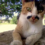 mustache cat