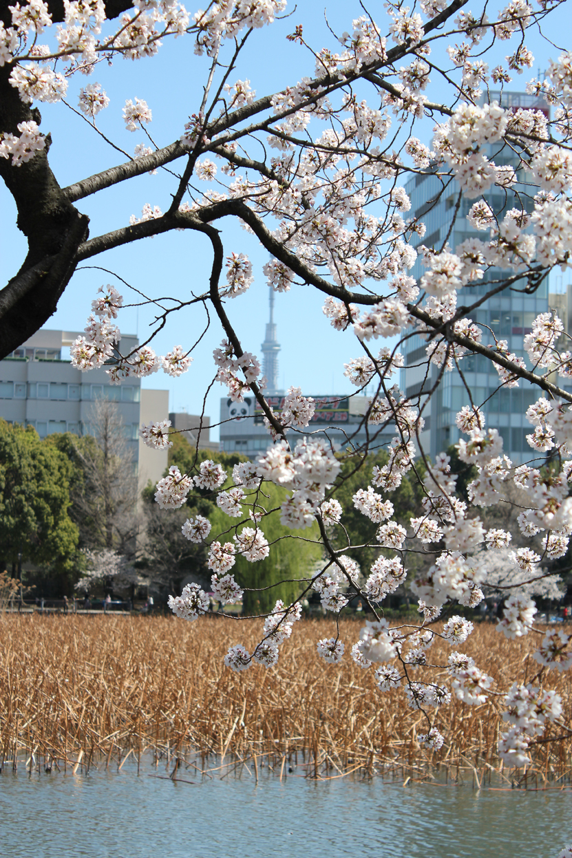 Ueno park