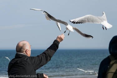 Man feeding seagulls