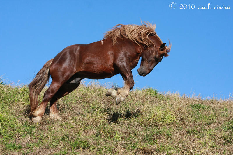 I know I can by CC-PhotoArt