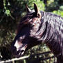 Lusitano horse