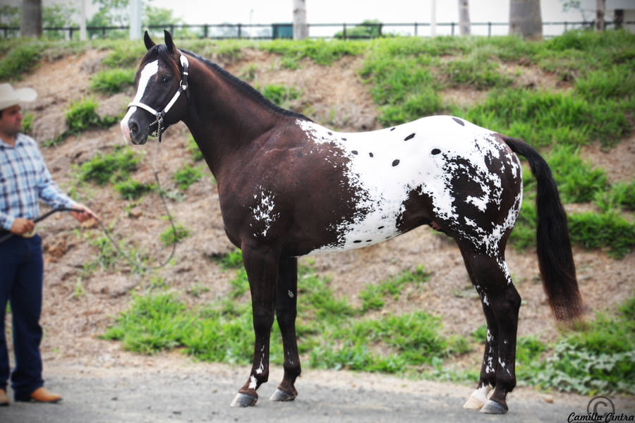 Appaloosa's National Brazil III by CC-PhotoArt