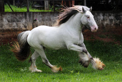 Gypsy Ranch Brasil