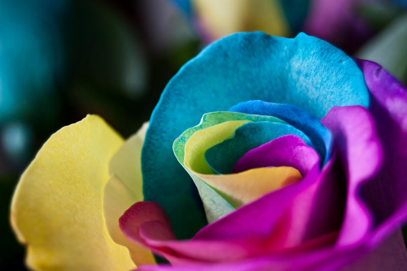 Rainbow Rose