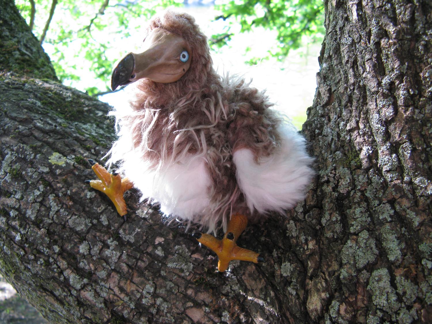 Meet the Dodo Bird