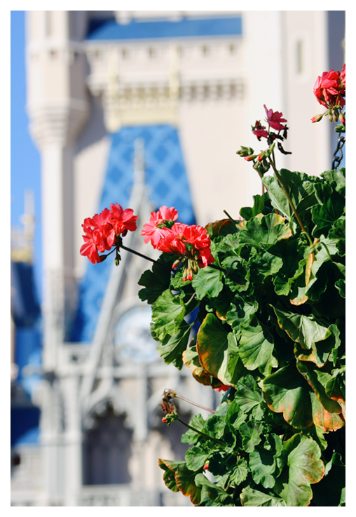 Flowers and Cinderellas Castle