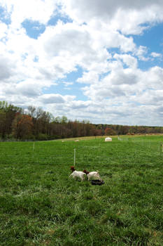 a frolic in the field