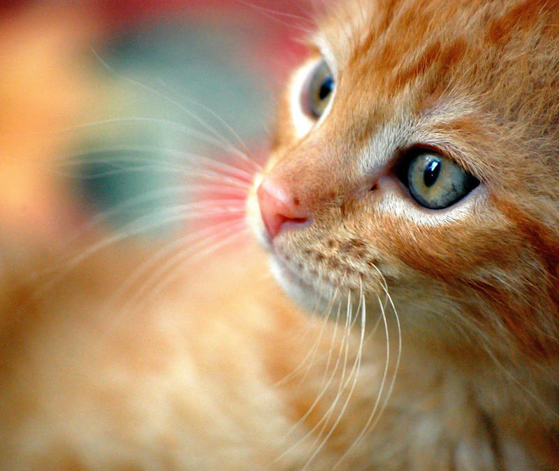 Картинки рыжего цвета. Охос азулес рыжий. Макрелевый табби рыжий. Рыжий кот с голубыми глазами. Рыжая кошка с голубыми глазами.