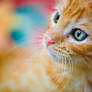 colorful kitten_test