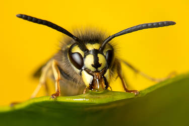 Wide-Eyed Hunger