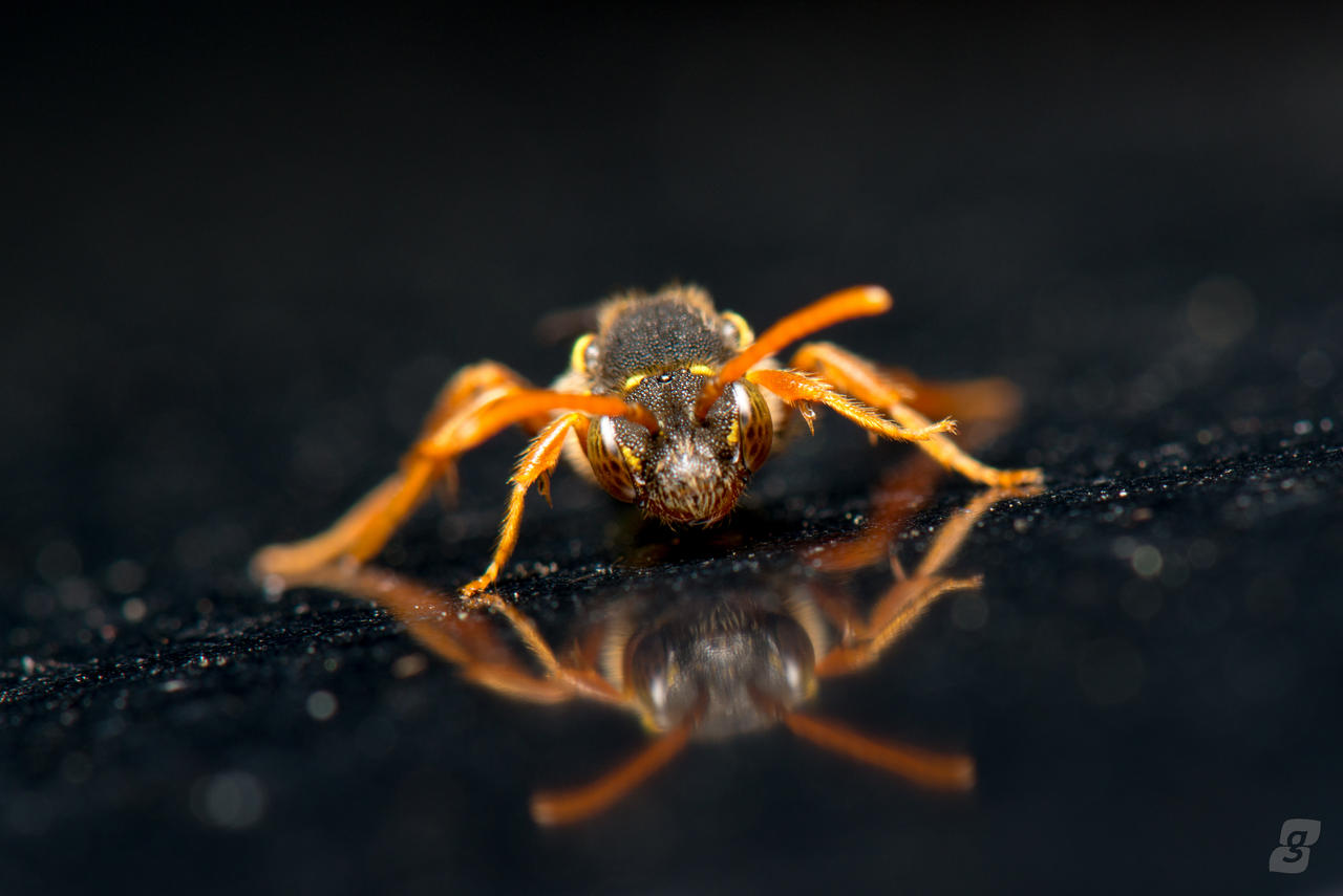 Nomada Bee