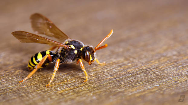 Nomada Bee