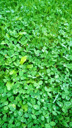 clover