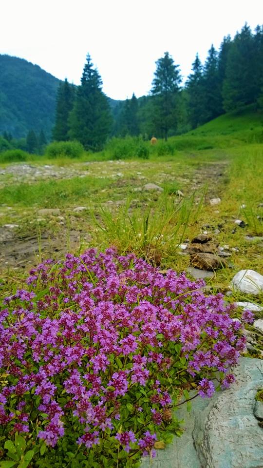 Breckland thyme