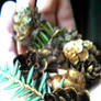 More baby pinecones