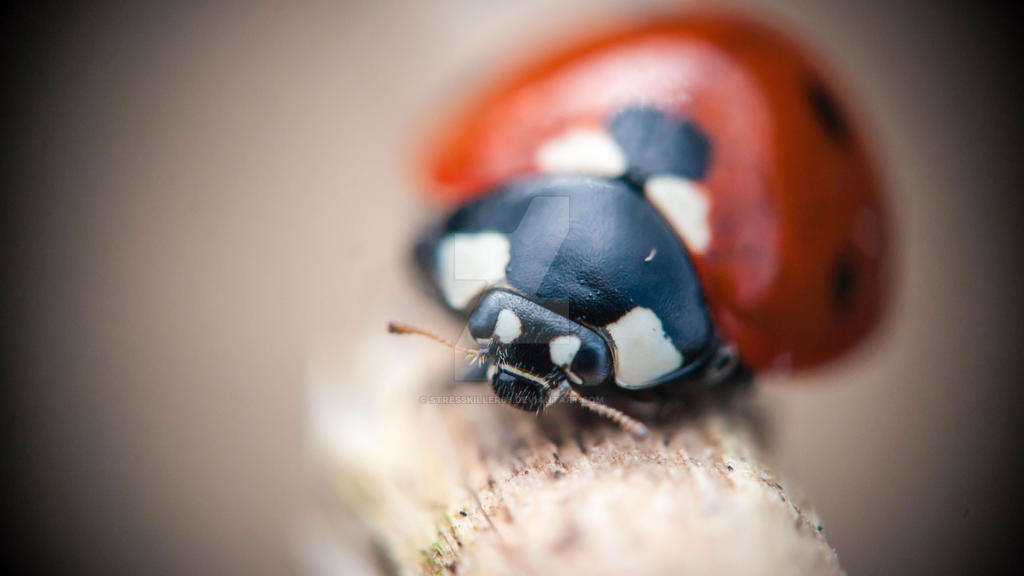 portrait of a ladybug by stresskiller66