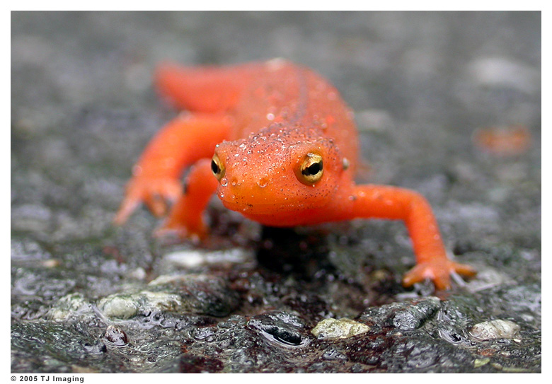 Red Eft Walkin'