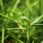 Green by PaulDavis