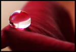 A drop on the Red rose.. by PiaBobacka