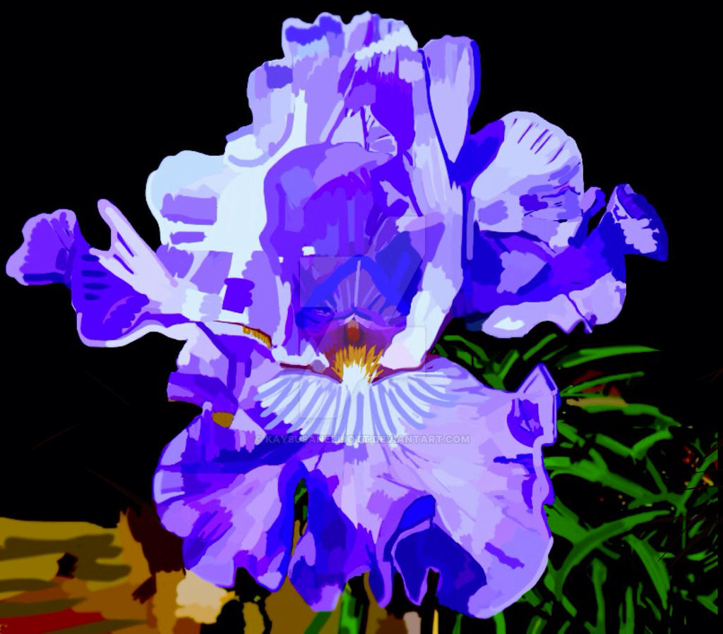 Lilac Iris