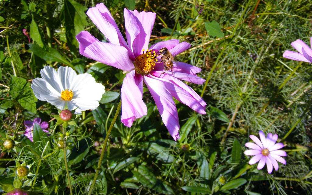 Pollen Pinching