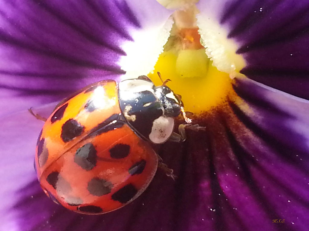 Lady Bug