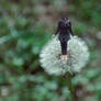 Flor creciente // Growing flower