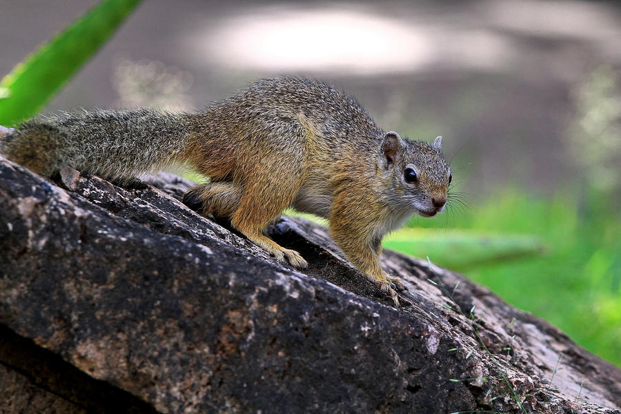 Squirrel