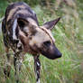 African Wild Dog