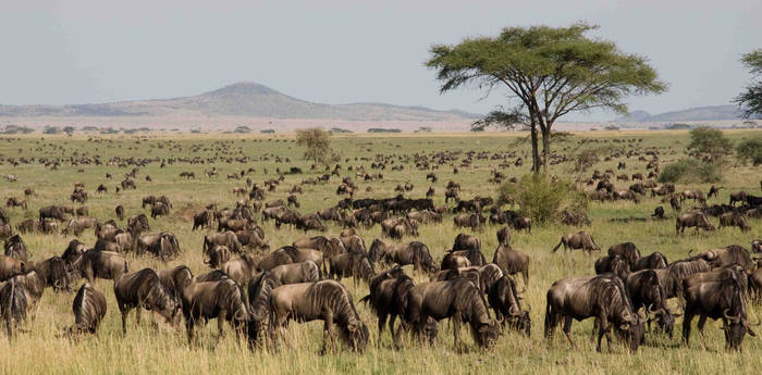 Life on the African Savanna I