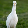 Little Egret