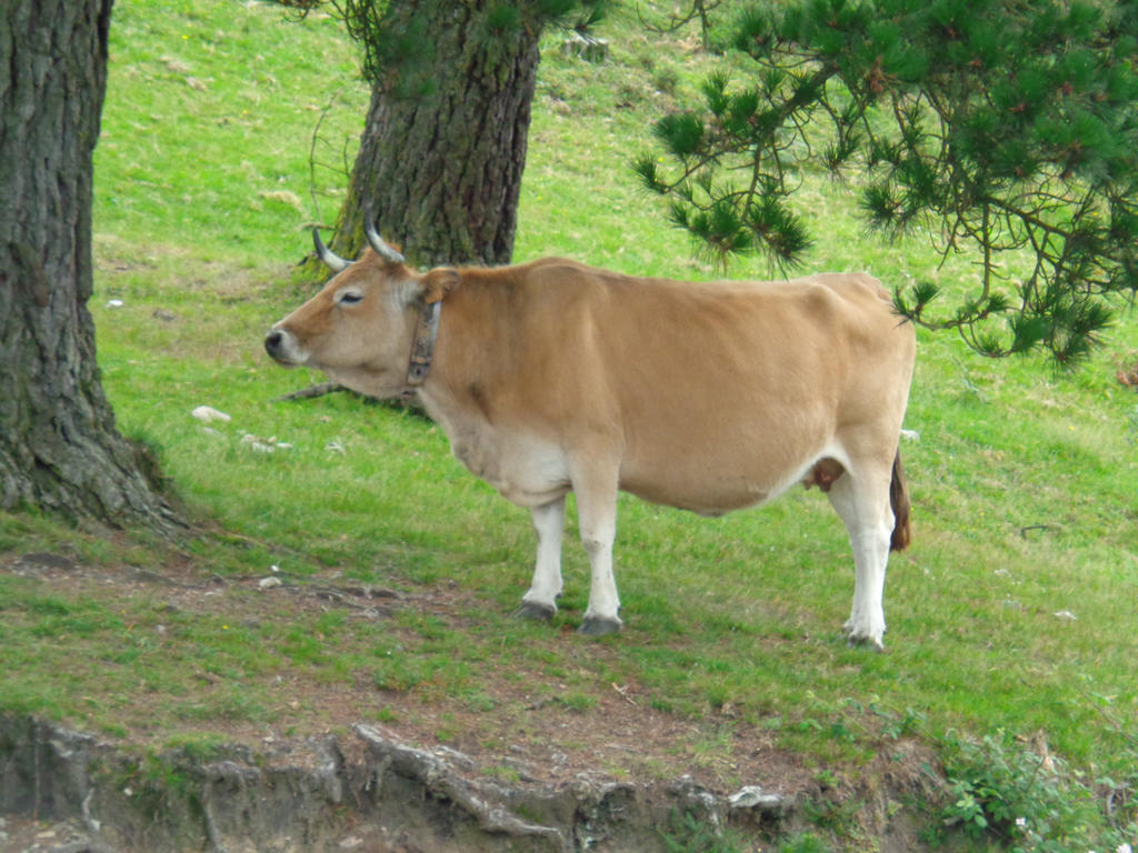 Vaca roxa 01 by Beledra on DeviantArt