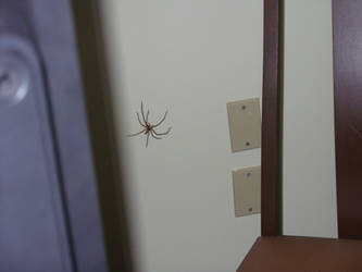 Shelob, Picture 2