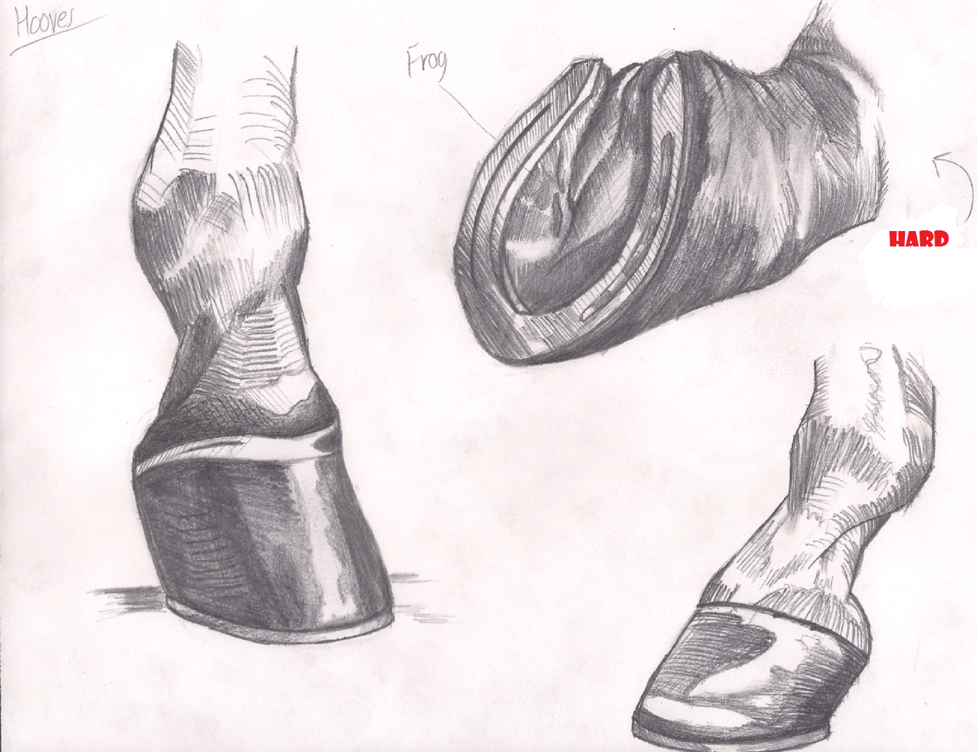 Horse Practice #3 (Hooves)