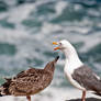 californian seagulls