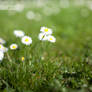 daisy blossoms in spring