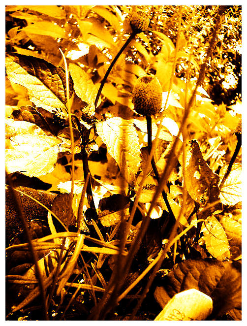 Rust Flowers by CylinderMonster on DeviantArt