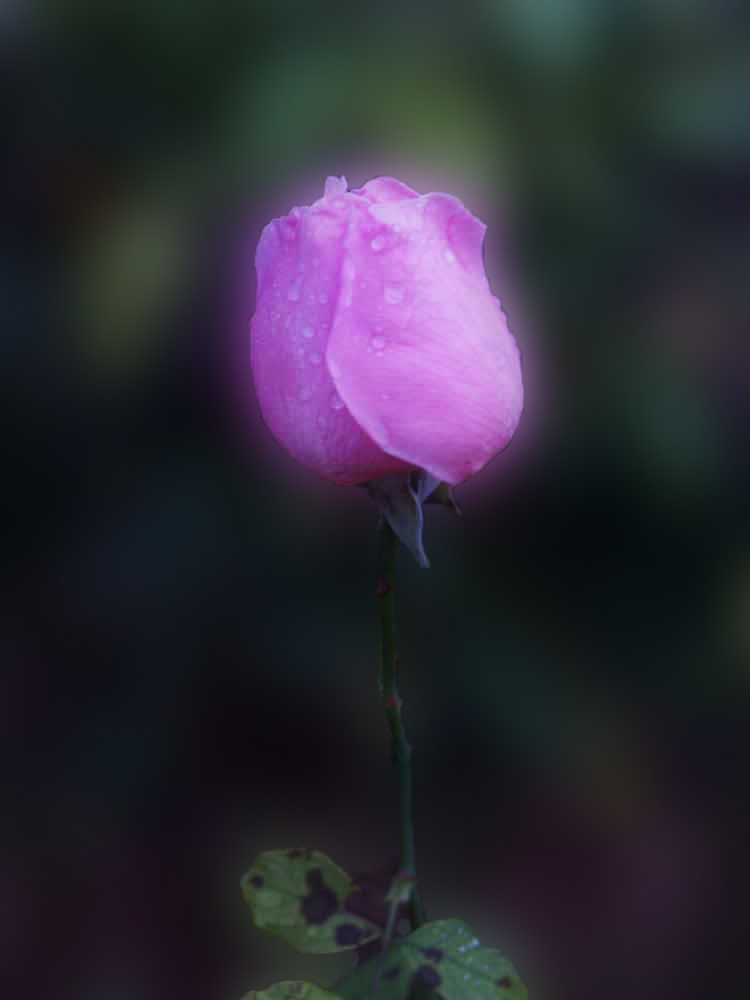 The Glowing Rose