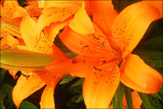 Orange Flowers