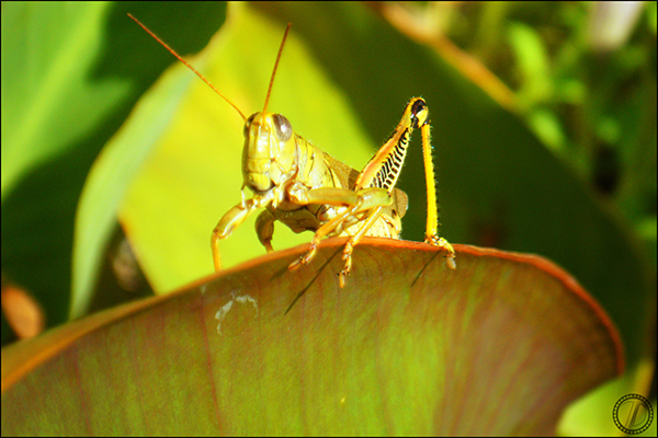 The Grasshopper Stands Alone