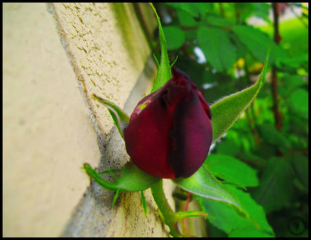 Rose Bud