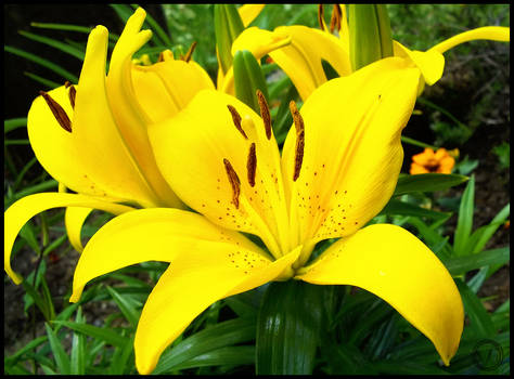 Yellow Flowers