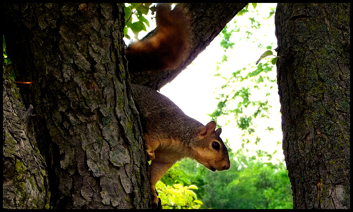 Squirrel 1