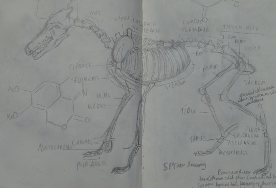 Sprinter Skeleton Study by ApalrieusCentauri on DeviantArt