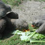 Tortoises Eating