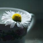 A Cup of Spring by since91