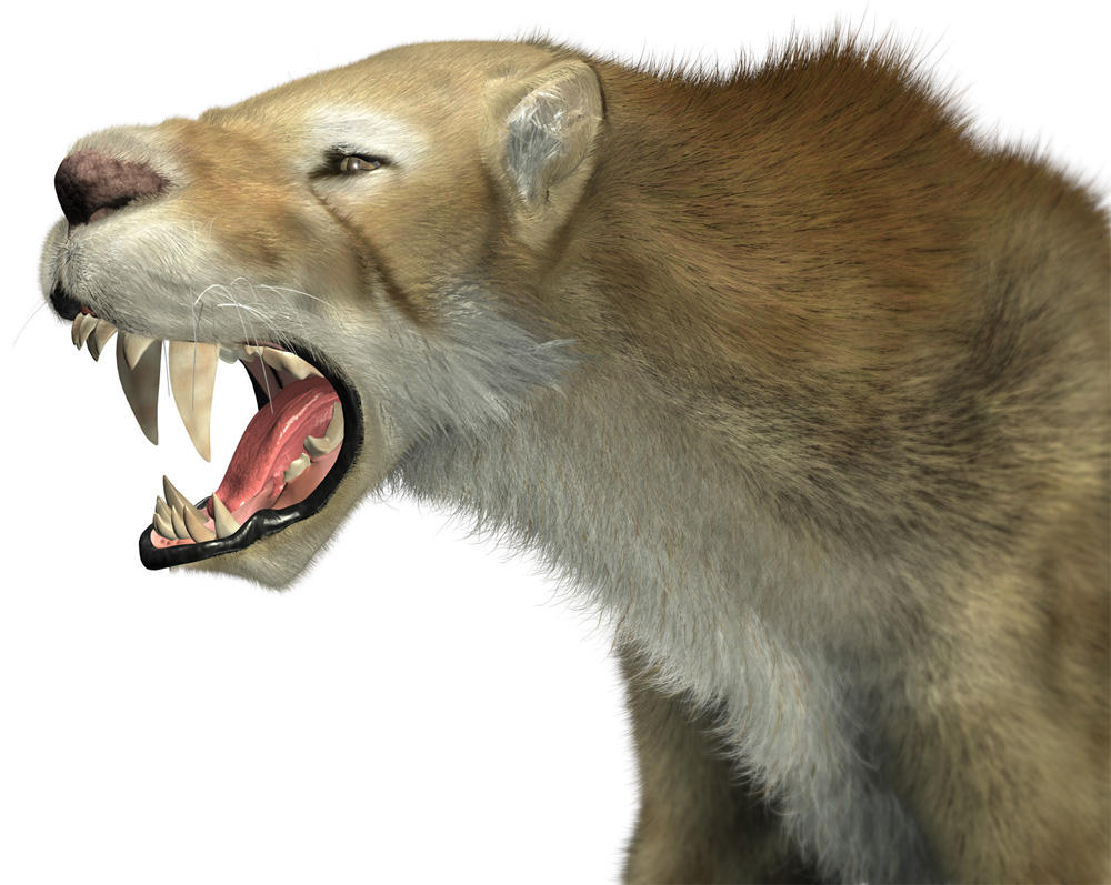 Sabertooth by japa2 on DeviantArt