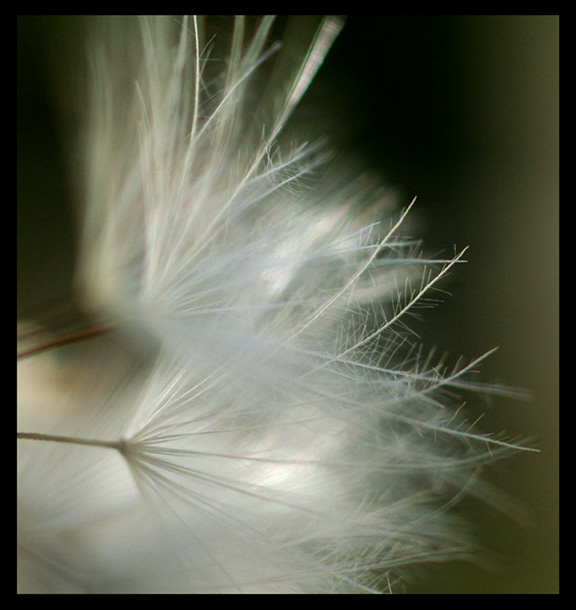 Dandelion Feathers