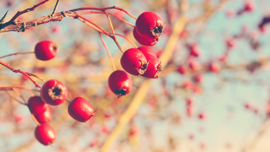 Very berry Wallpaper