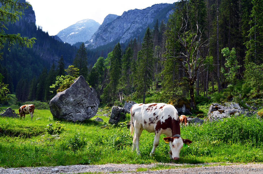 On the Meadow